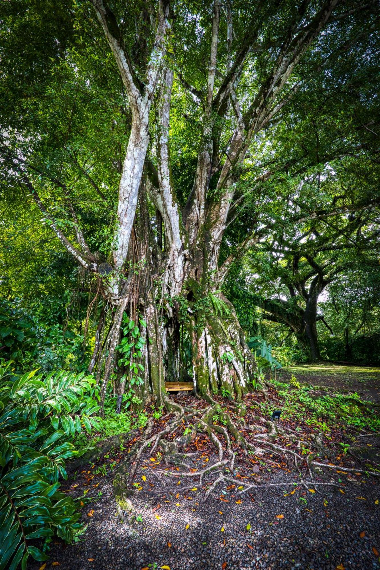 Tribe Boutique Hotel - Adults Only 多米尼克 外观 照片